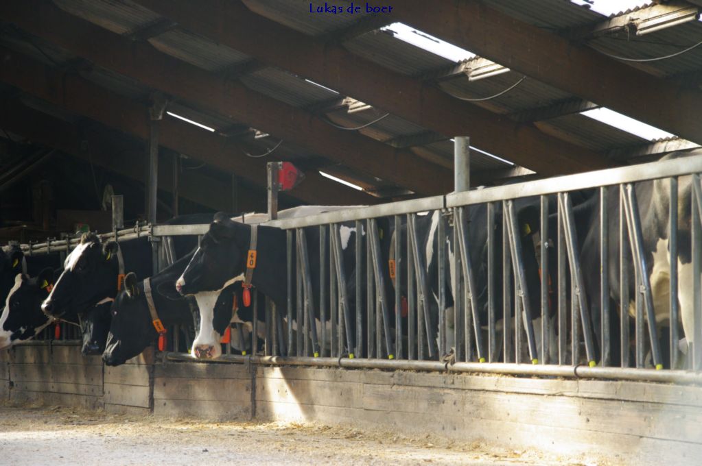 tour (26).jpg - Koestal van De Graaf